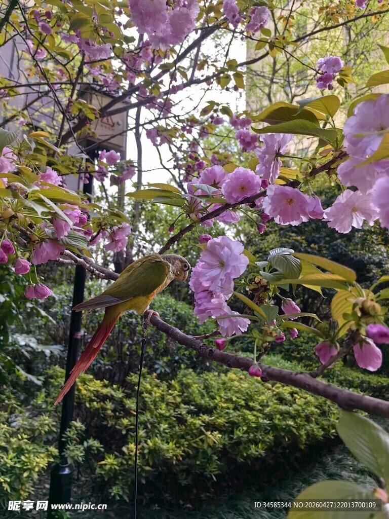 春日烂漫盛开的粉紫色花朵