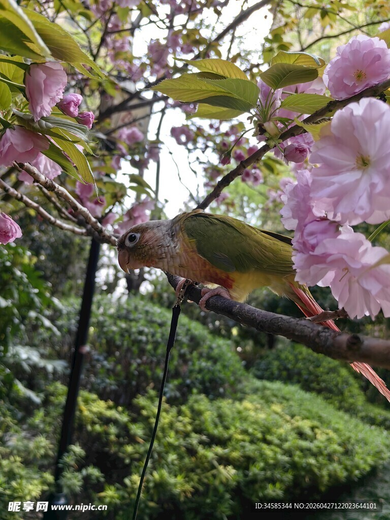 枝头彩鸟赏烂漫繁花