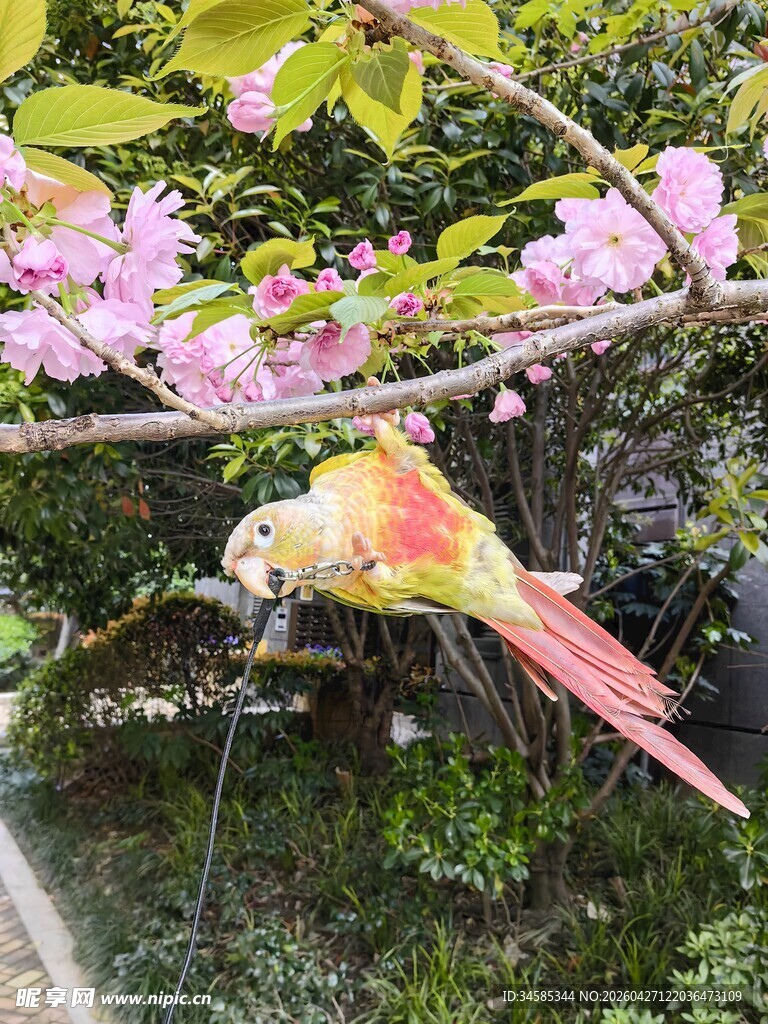 花枝上的多彩鹦鹉