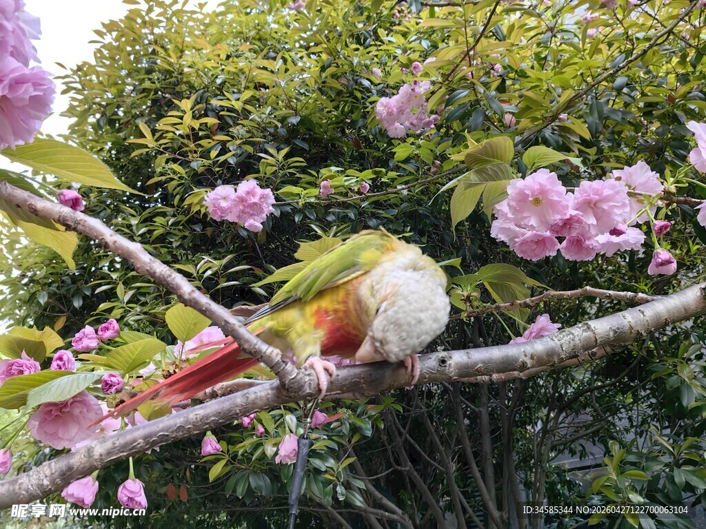 枝头彩鸟伴繁花