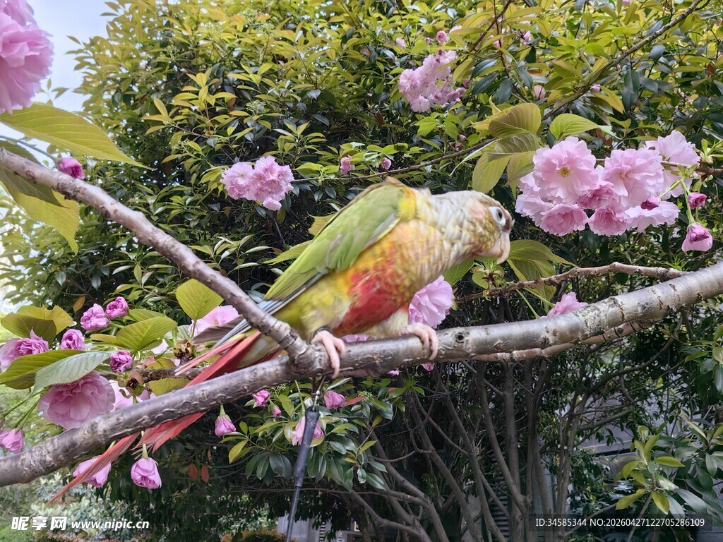 彩鹦鹉栖于繁花枝头