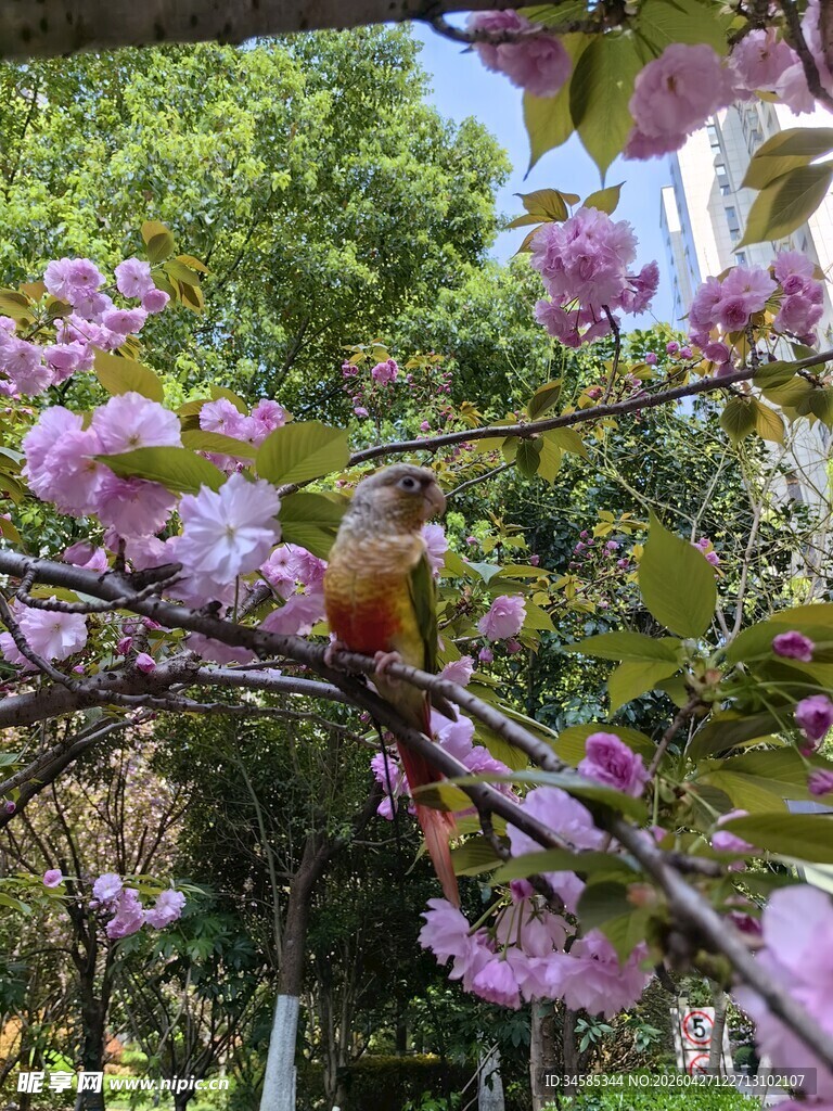 枝头小鸟赏烂漫繁花