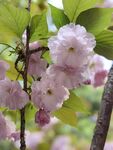 粉嫩樱花绽放枝头