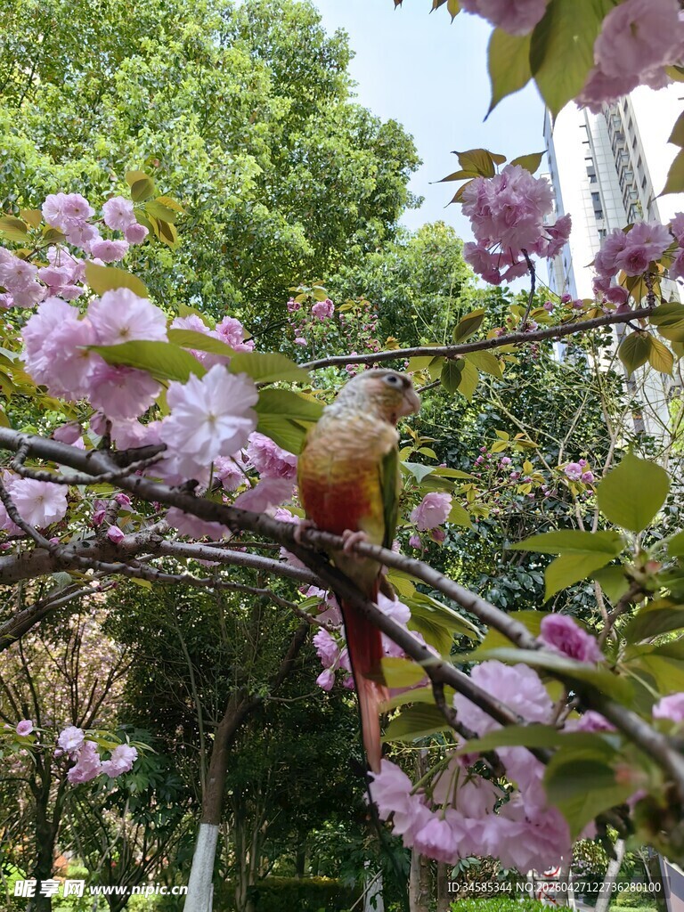 枝头繁花间的小鸟
