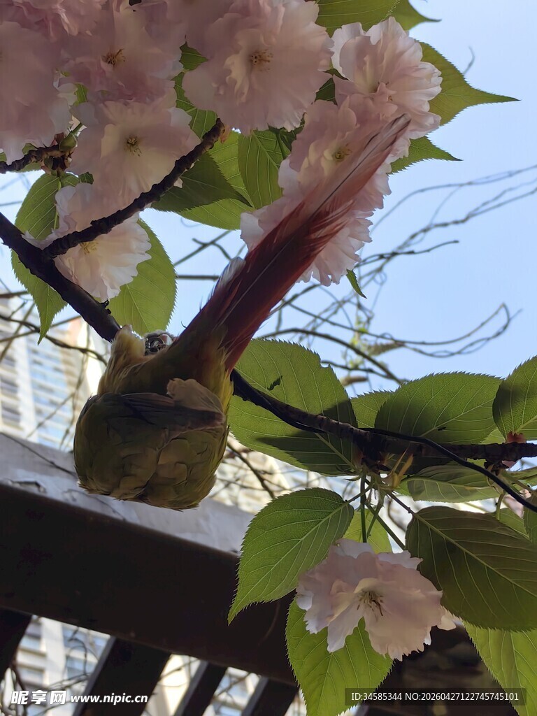 枝头樱花与鸟