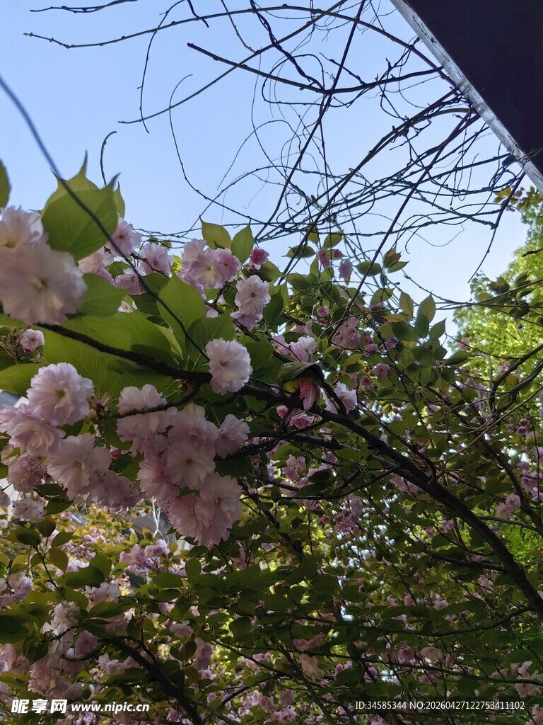 枝头绽放的粉嫩樱花