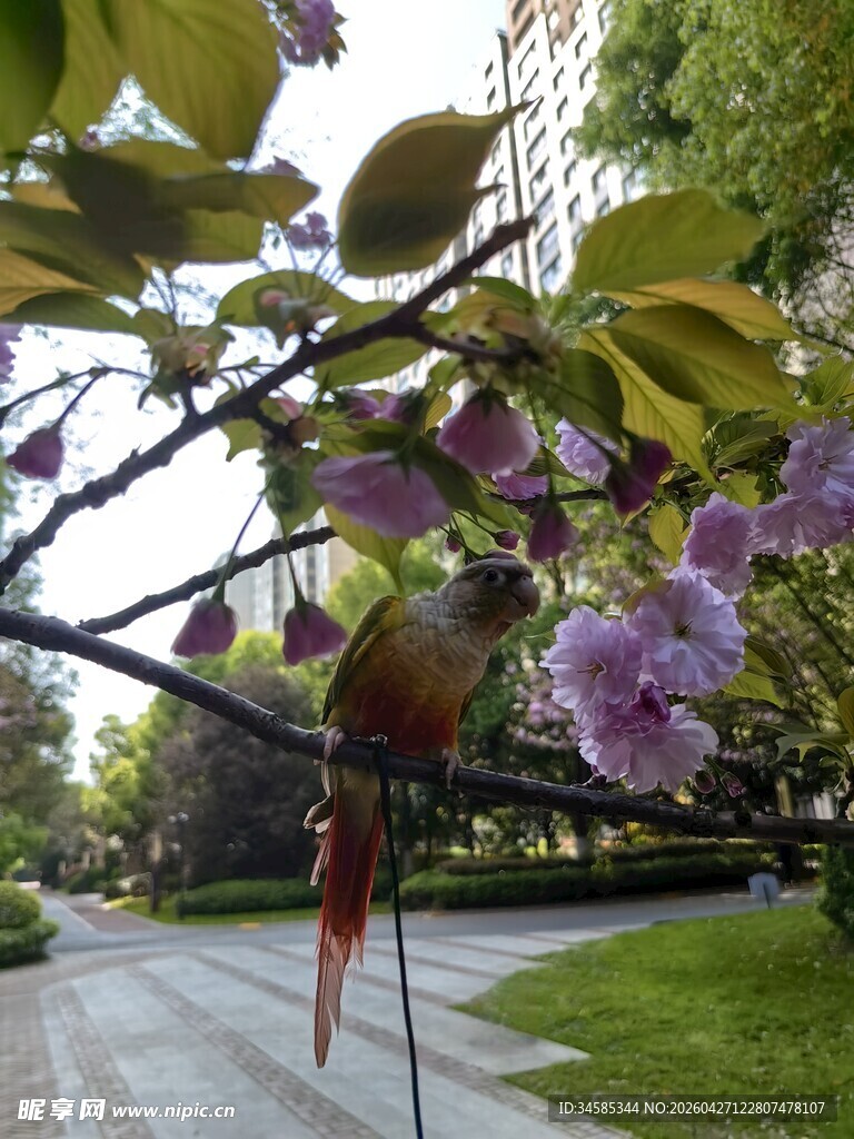 枝头彩羽鹦鹉赏紫花