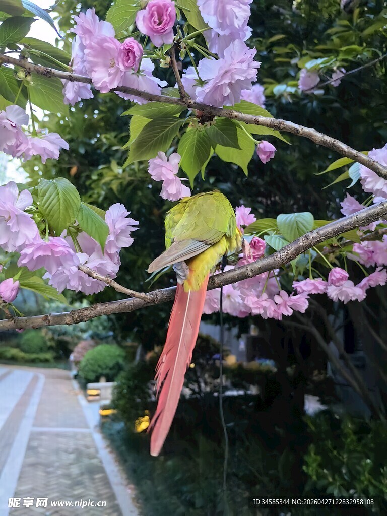鹦鹉栖于繁花盛开的枝头