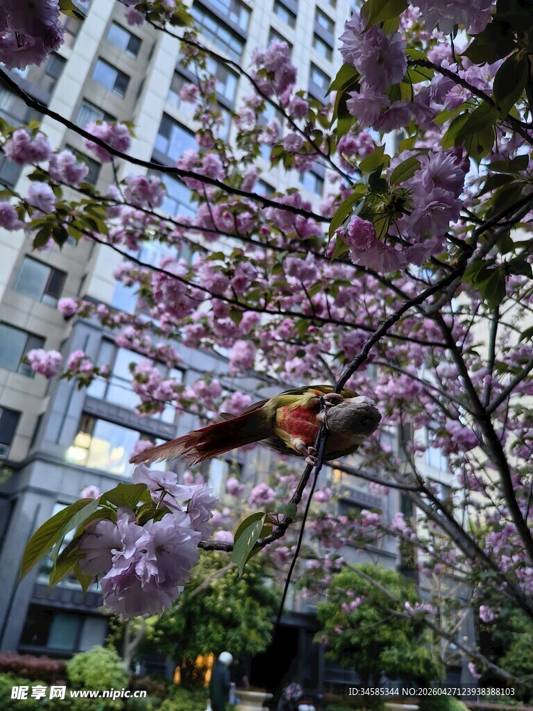 城市中绽放的绚烂樱花树