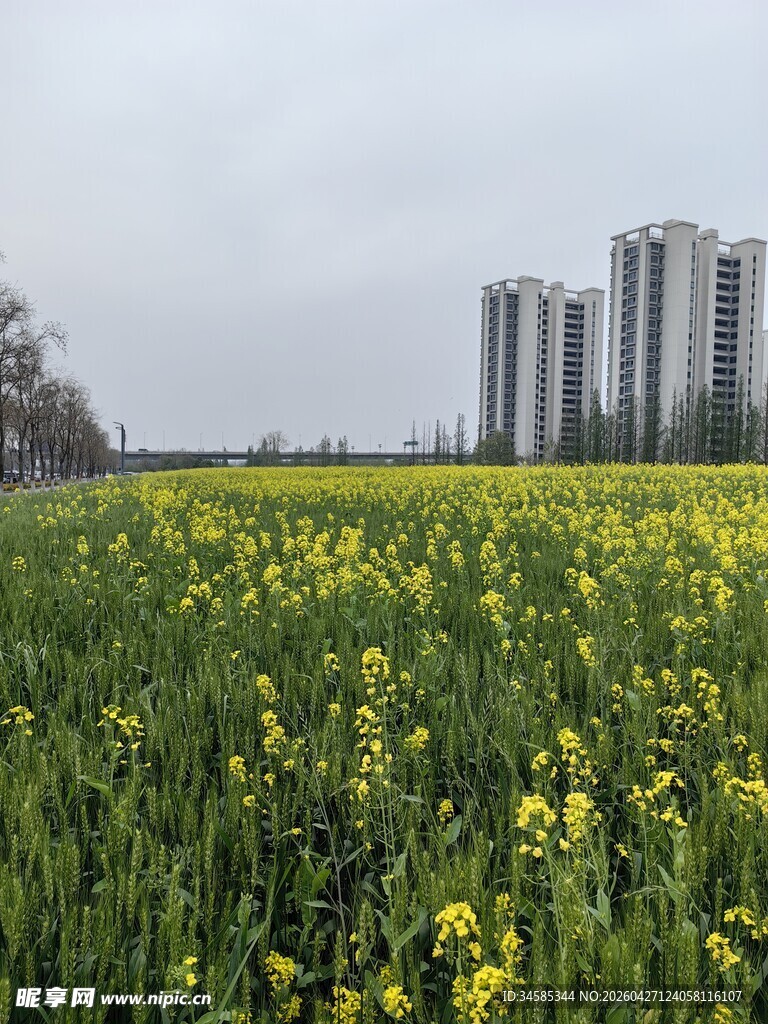 城市边的油菜花海