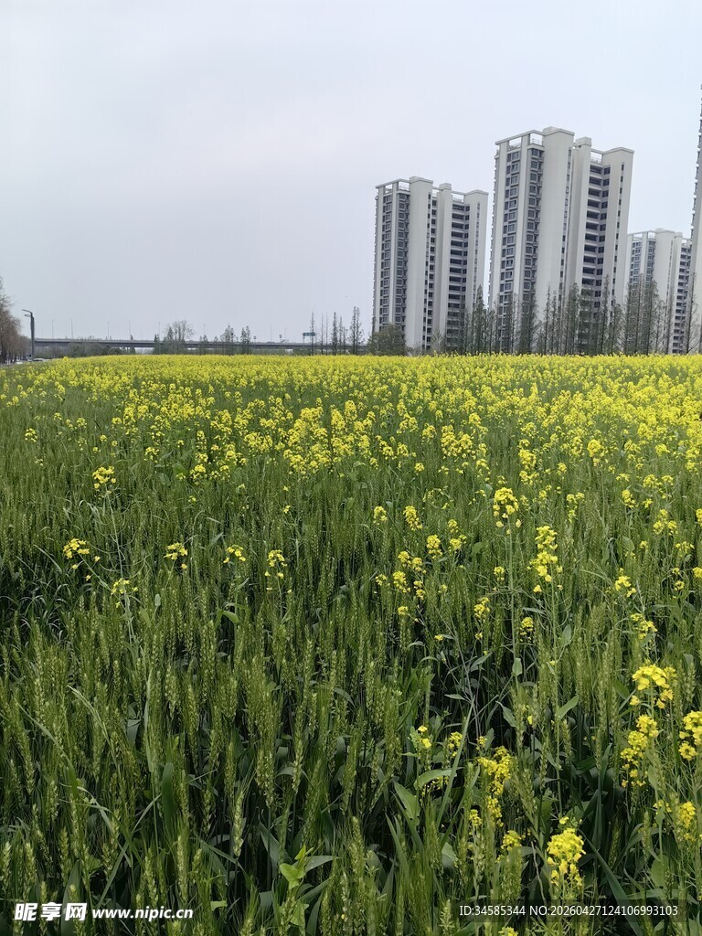 城市边的油菜麦田美景