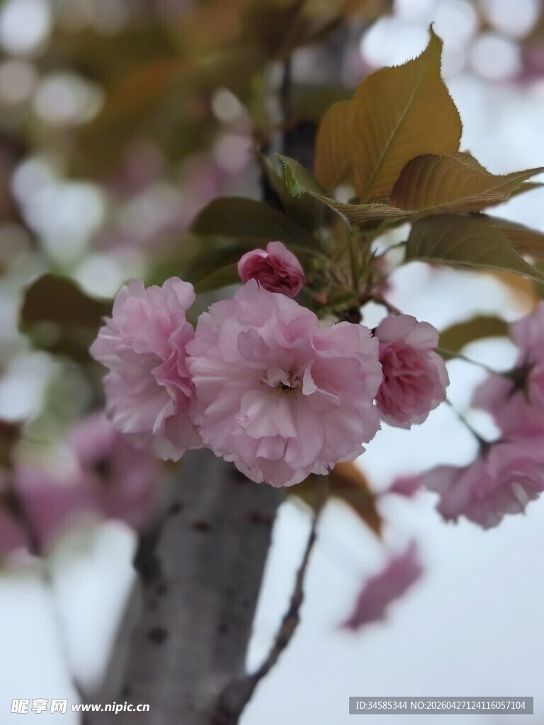 枝头粉嫩樱花绽放