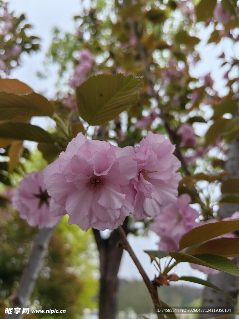 娇艳绽放的粉色樱花