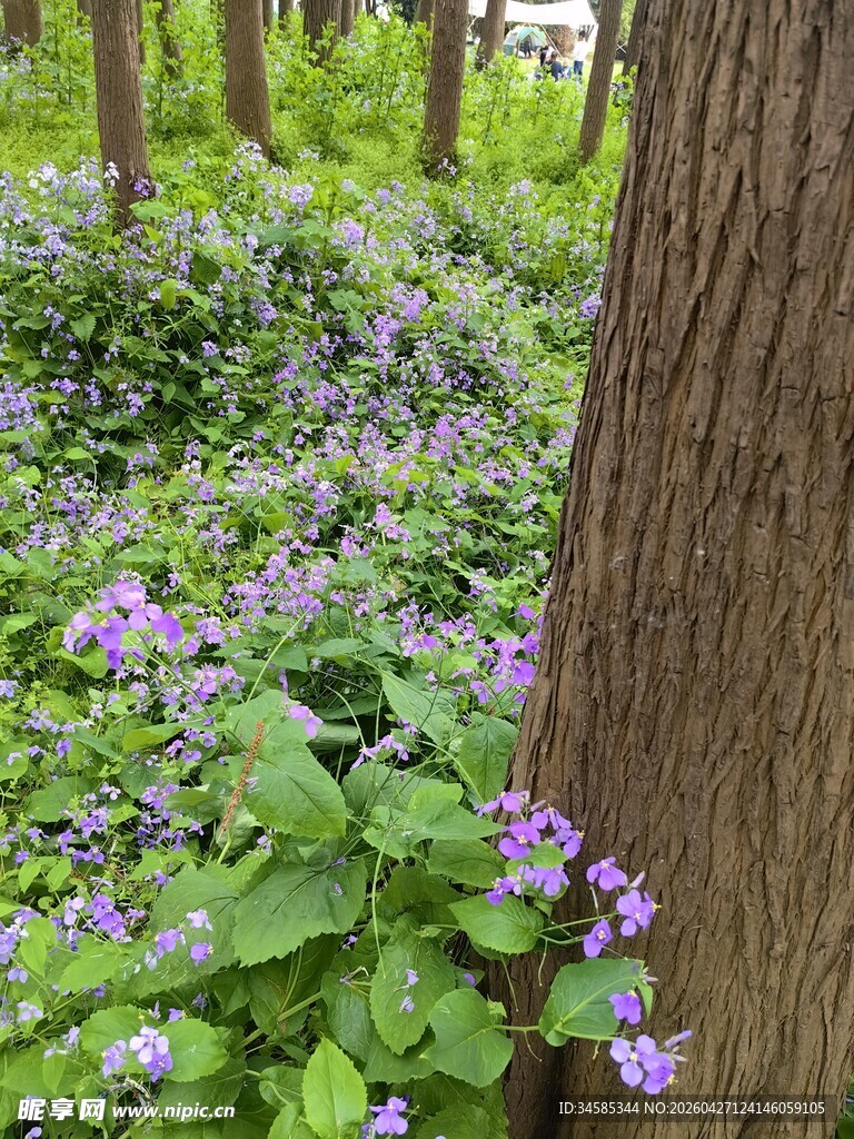 林间紫花绕树干