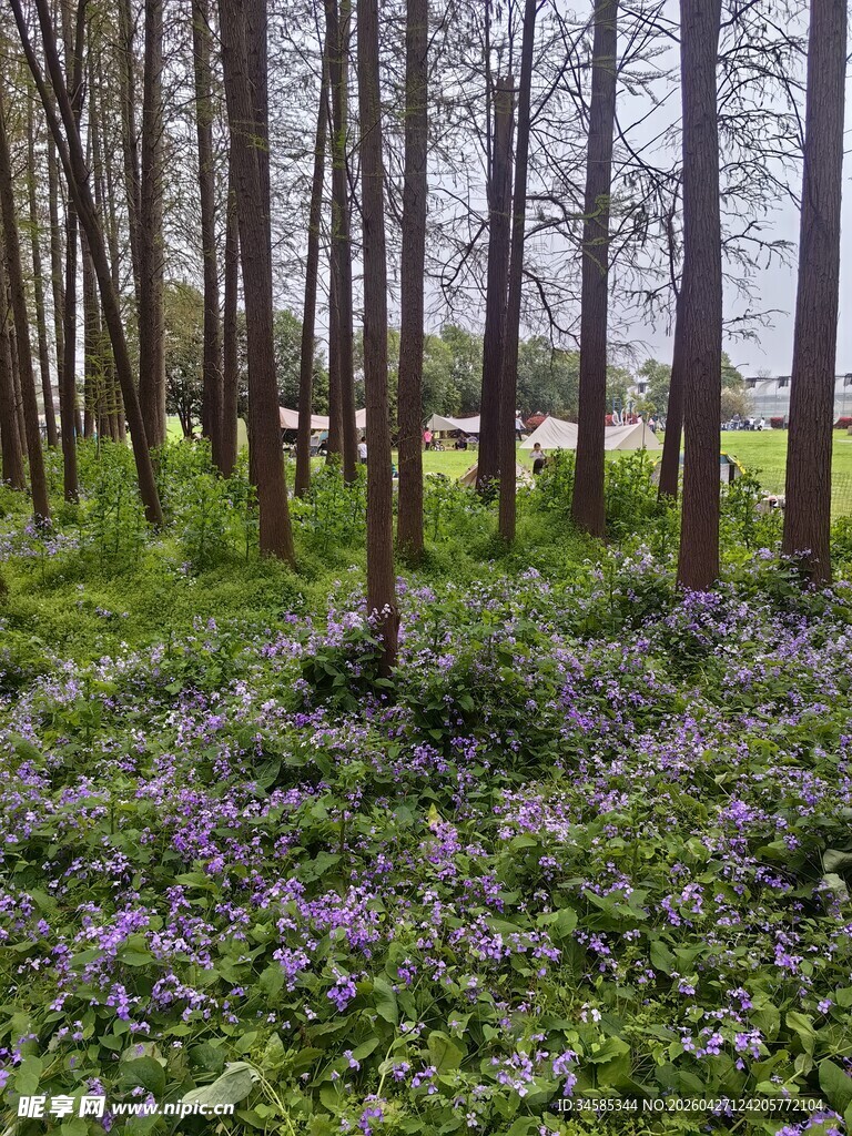 林间紫色花卉绽放美景