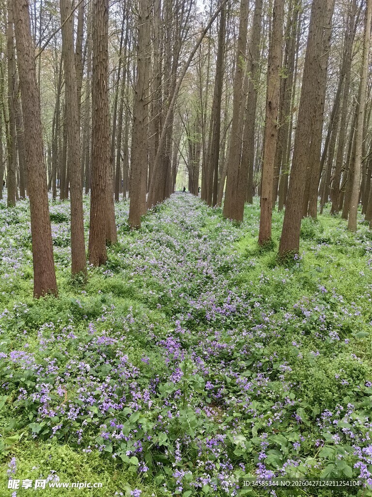 林间蓝花绽放的静谧美景