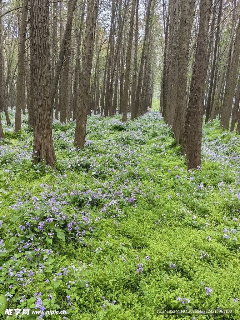 林间花草繁茂的清新林地