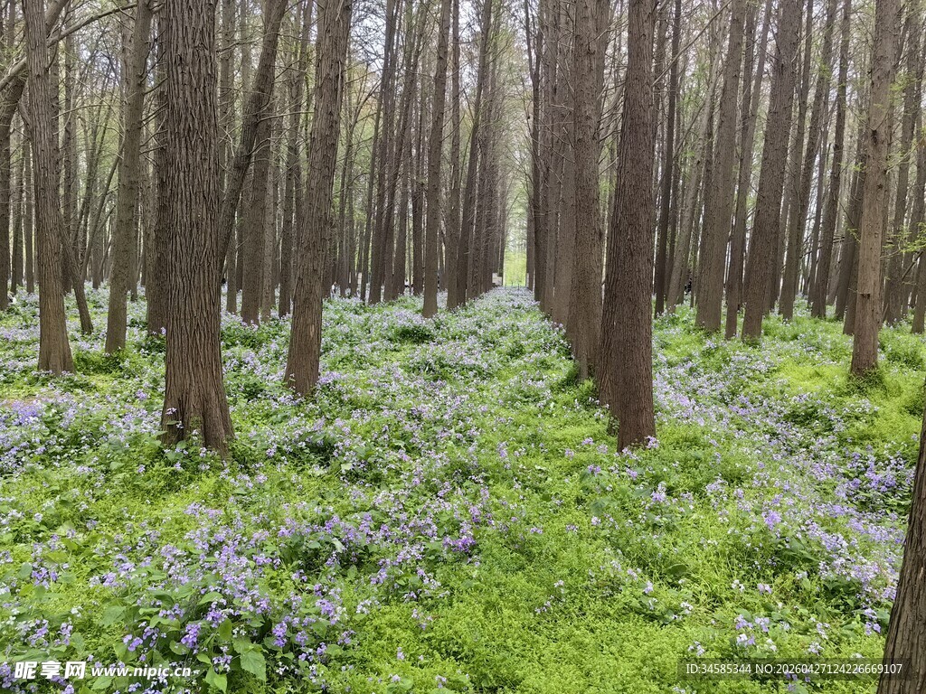 林间绿植与繁花的静谧景致