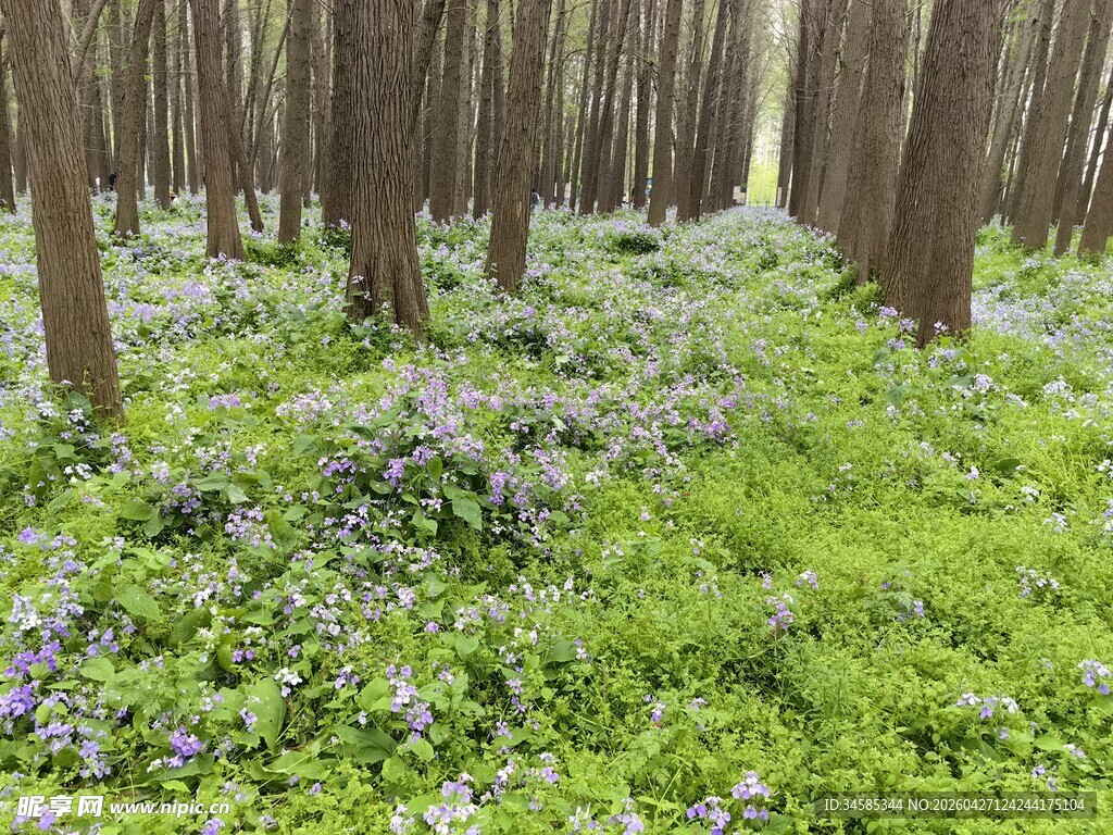 森林中的繁茂花草与树木