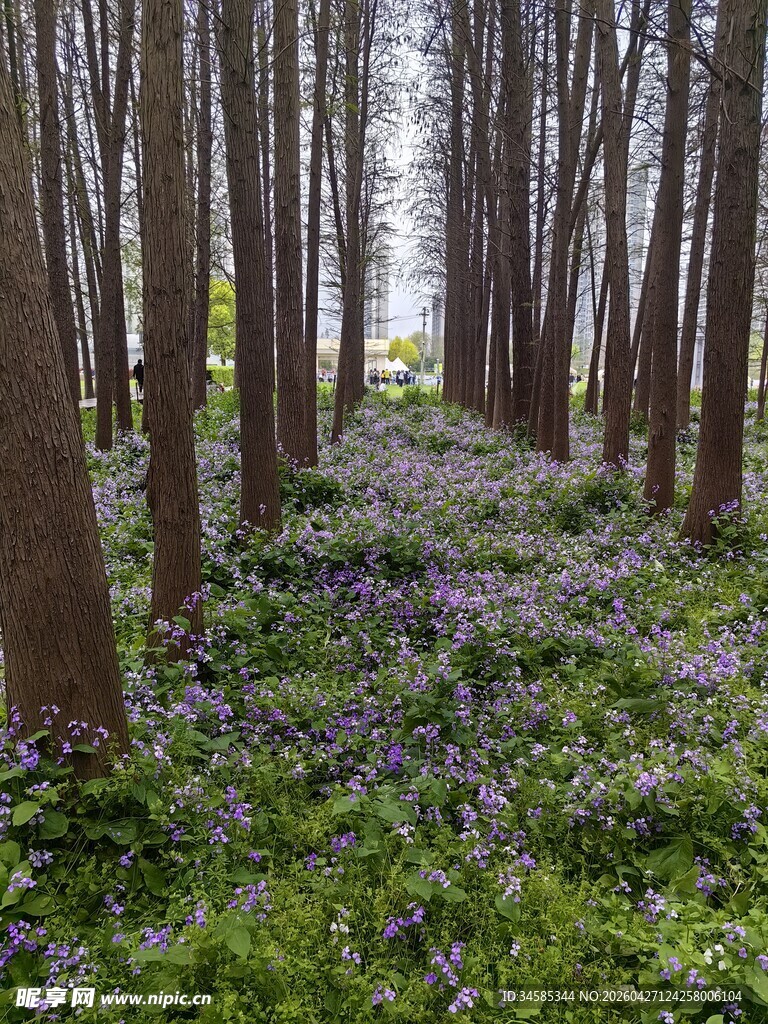 林间紫花铺就的梦幻小径