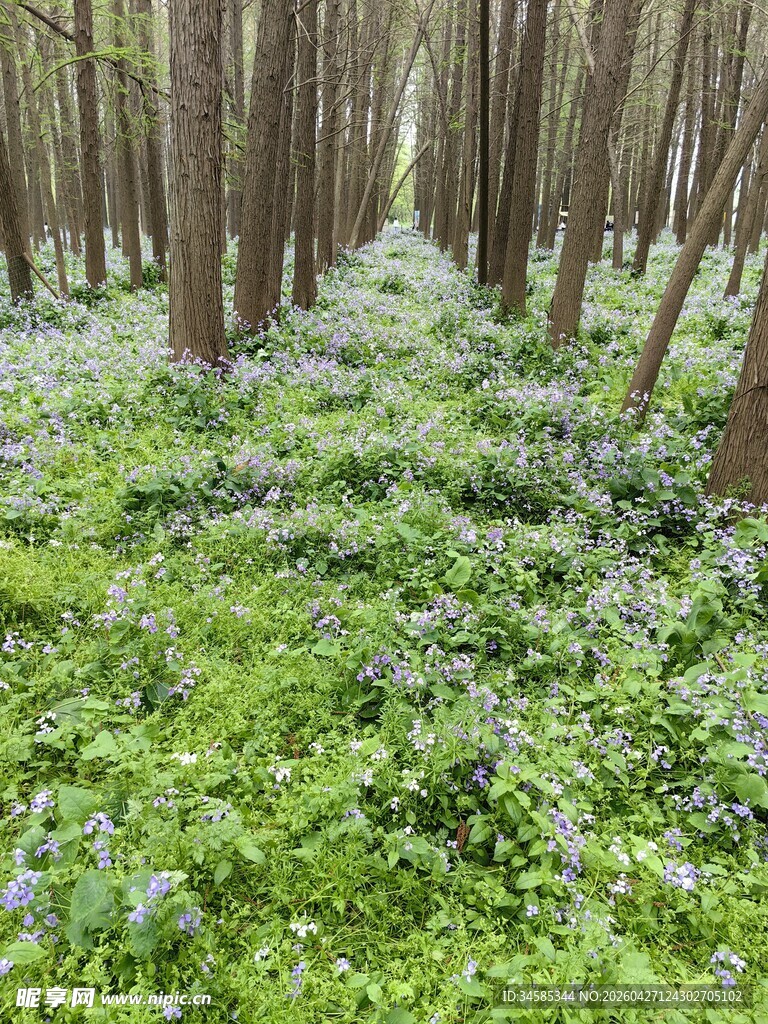 林间葱郁草地繁花点缀