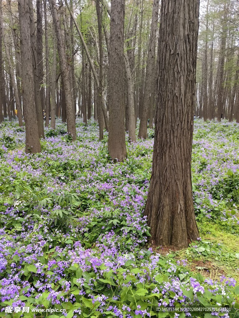 林间紫花绽放的静谧美景