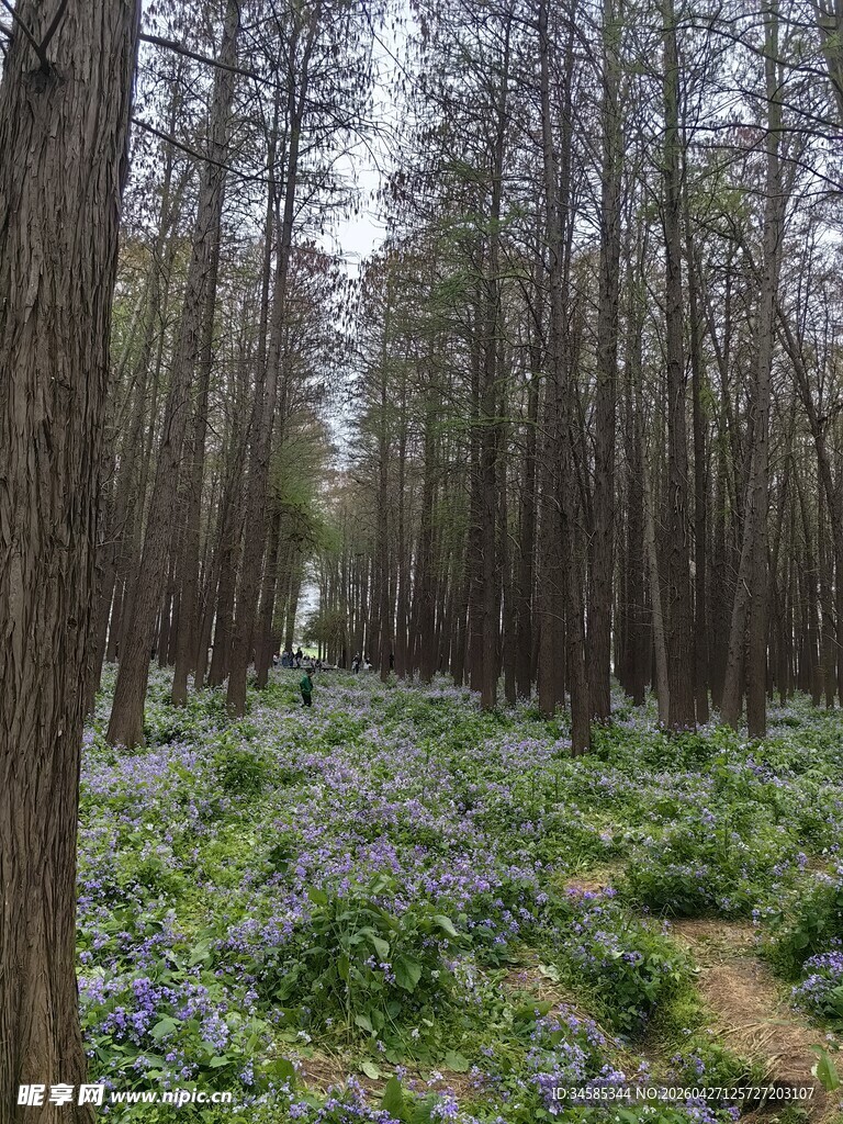 林间蓝花绽放的静谧美景