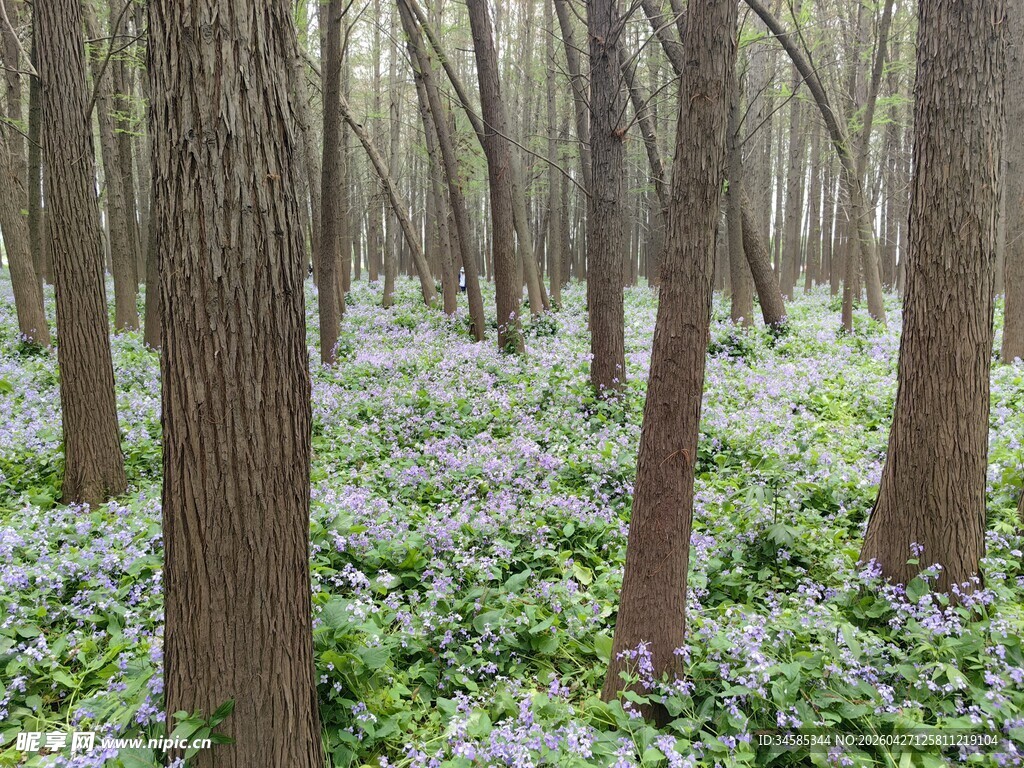 林间繁花绽放的静谧森林
