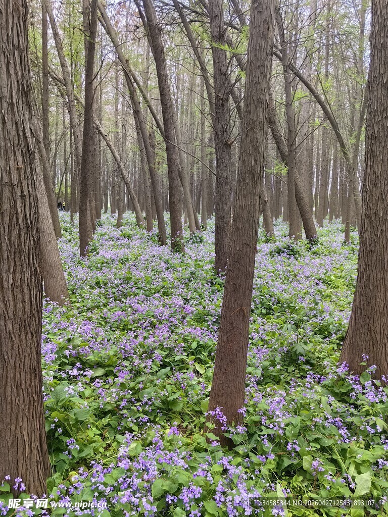 林间繁花盛开的静谧美景
