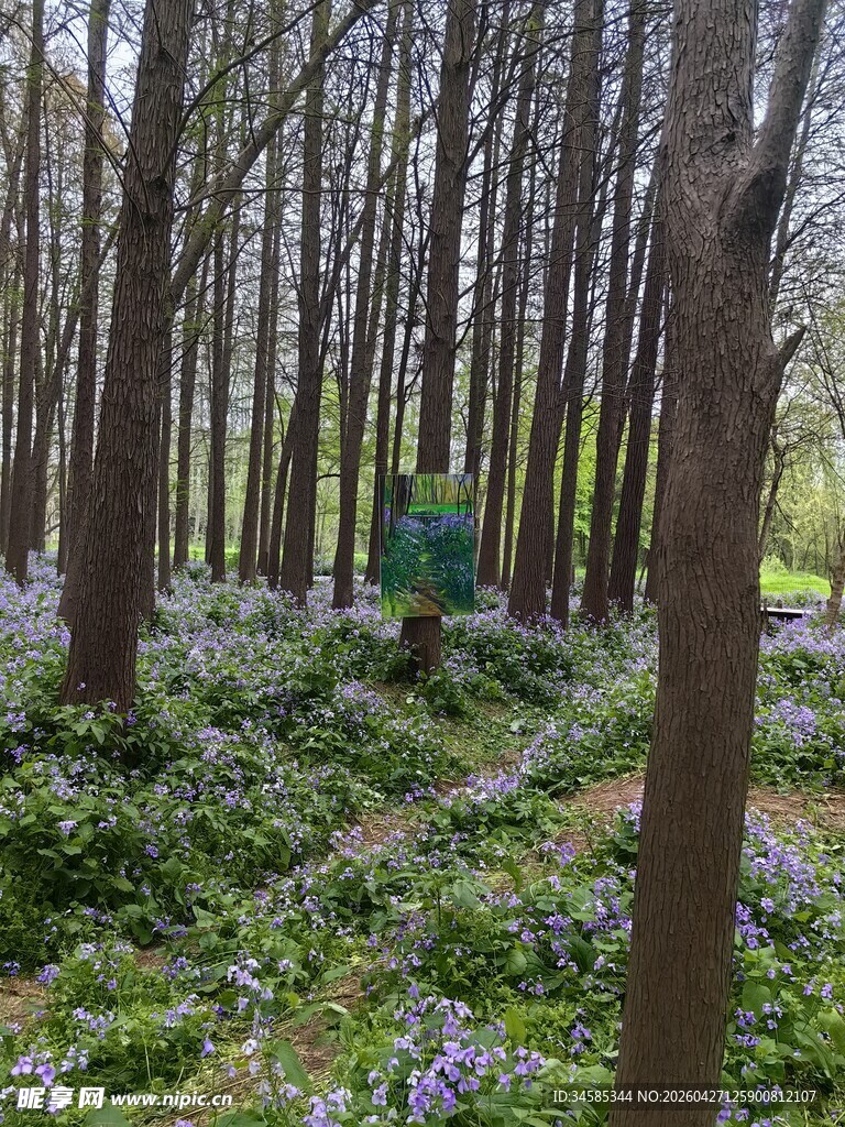 林间蓝花绽放的静谧之景