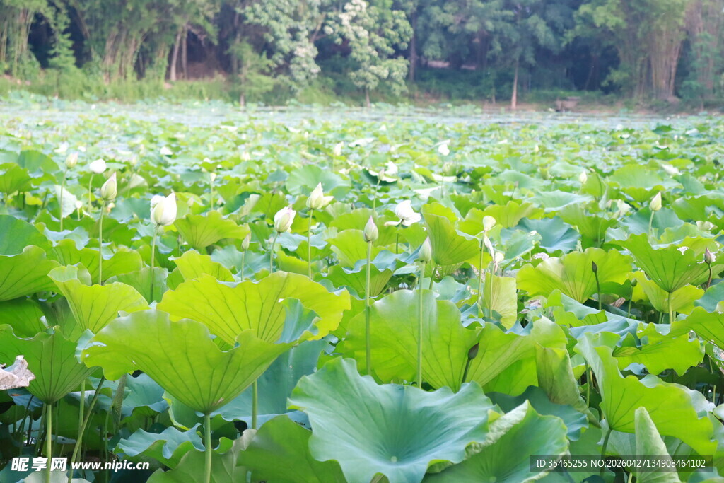 松湖烟雨夏日荷塘绿意盎然