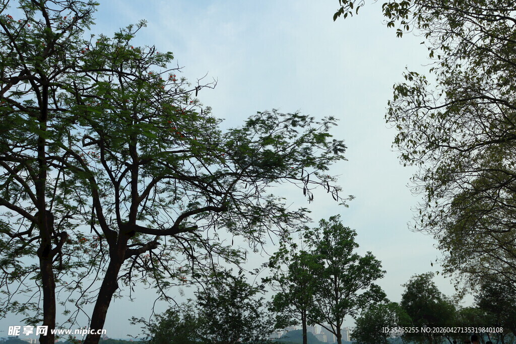 林间树梢 天空朦胧之景