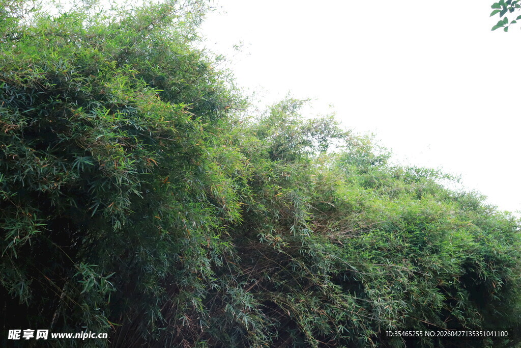 郁郁葱葱的山林植被景观