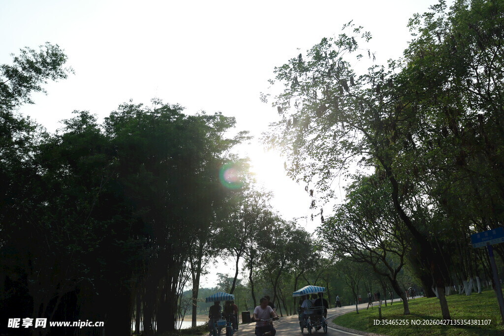 阳光洒落林间的漫步场景