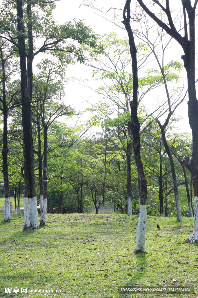松湖烟雨林间草地 树木葱郁之景
