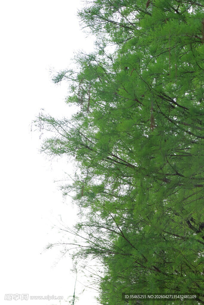 翠绿树梢