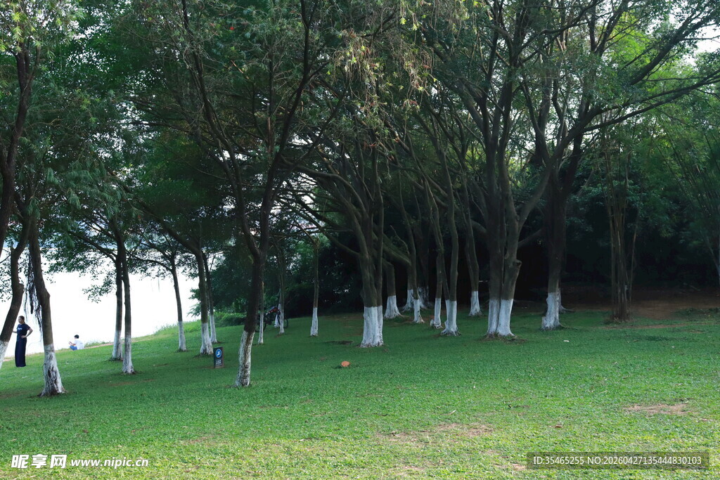 松湖烟雨湖畔绿树成荫的草地