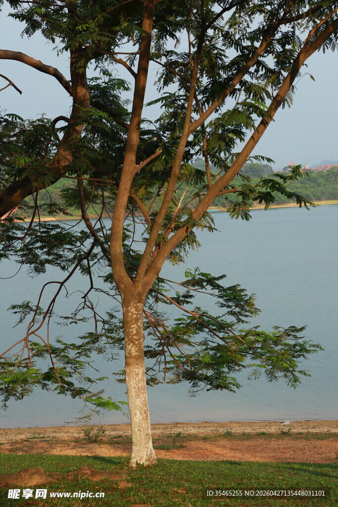 湖畔孤树风景