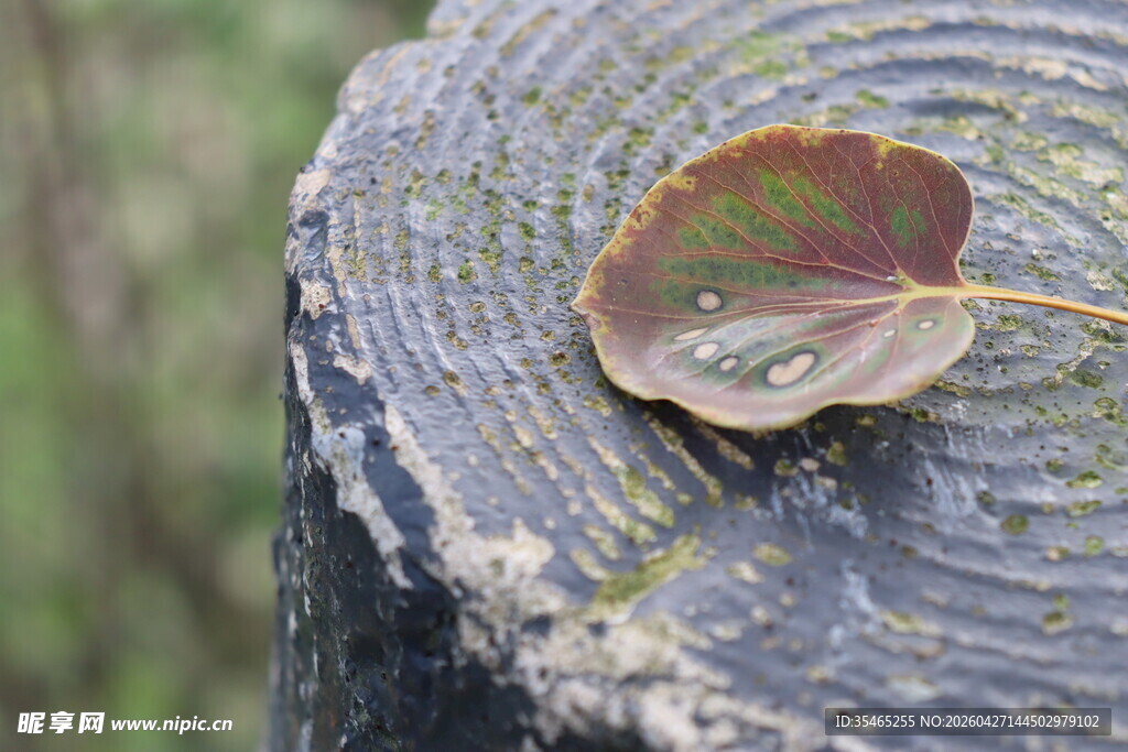 树桩上的秋叶与水珠