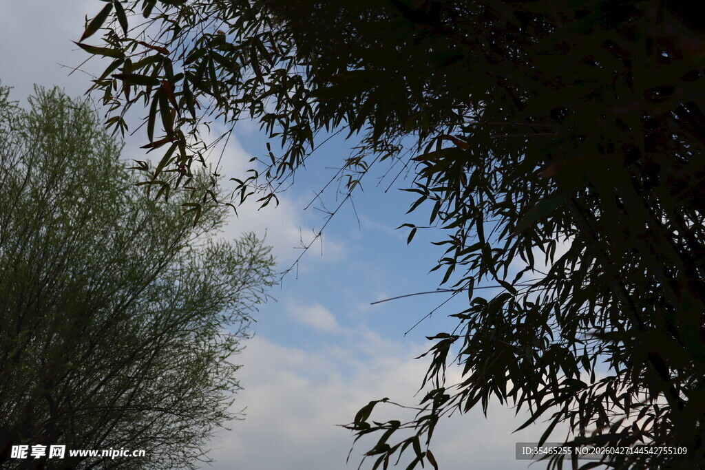 蓝天绿树间的枝叶景致