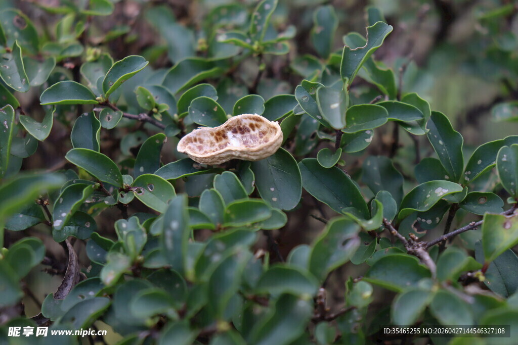绿叶间的花生壳