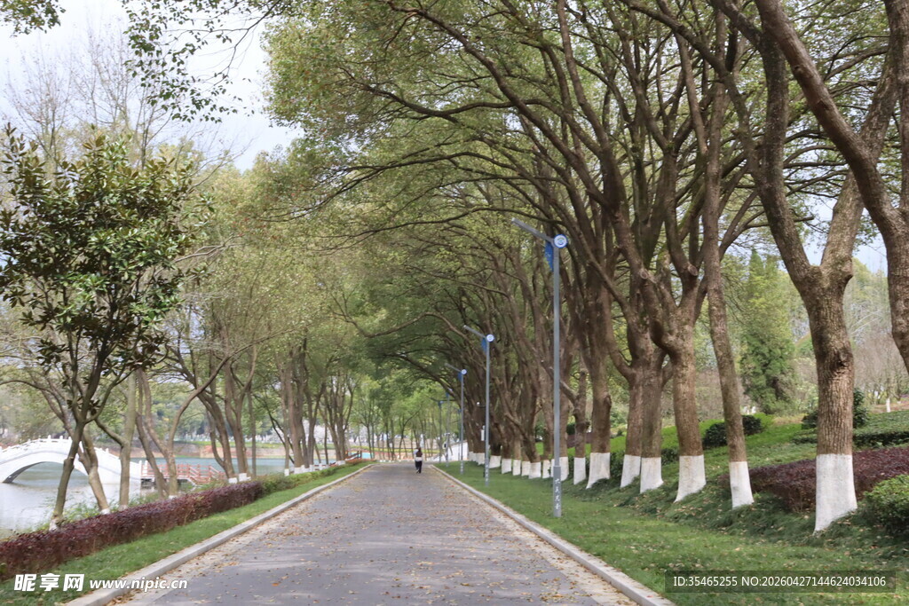 林荫大道 春日清新景致