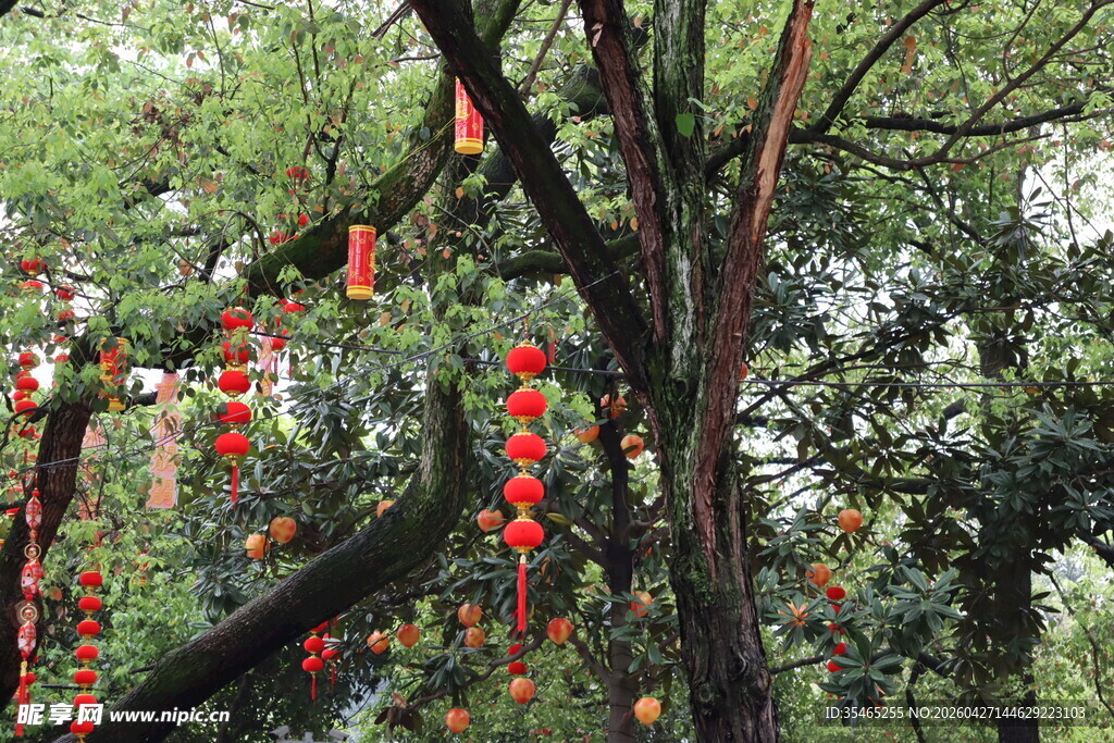 树上悬挂的串串红灯笼