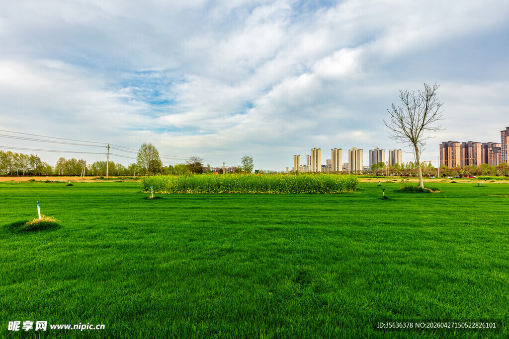 绿野风光与远处林立高楼相映成趣