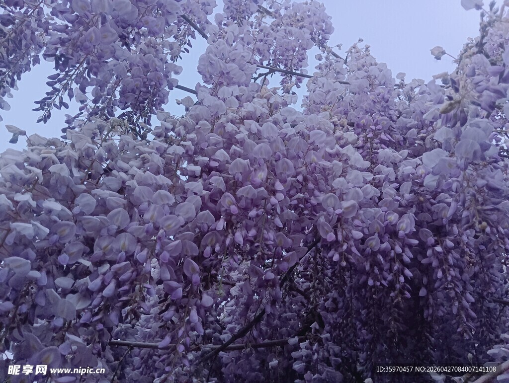 紫色繁花满树的美丽景致