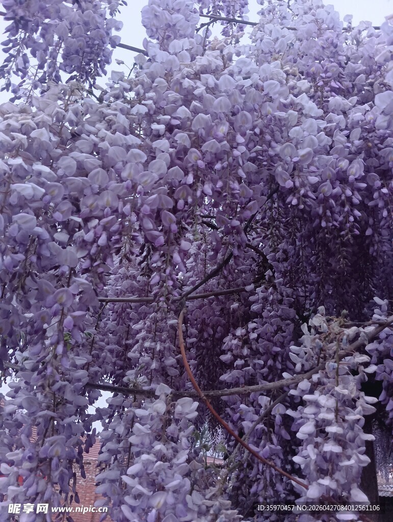 紫色繁花满树的美丽景致