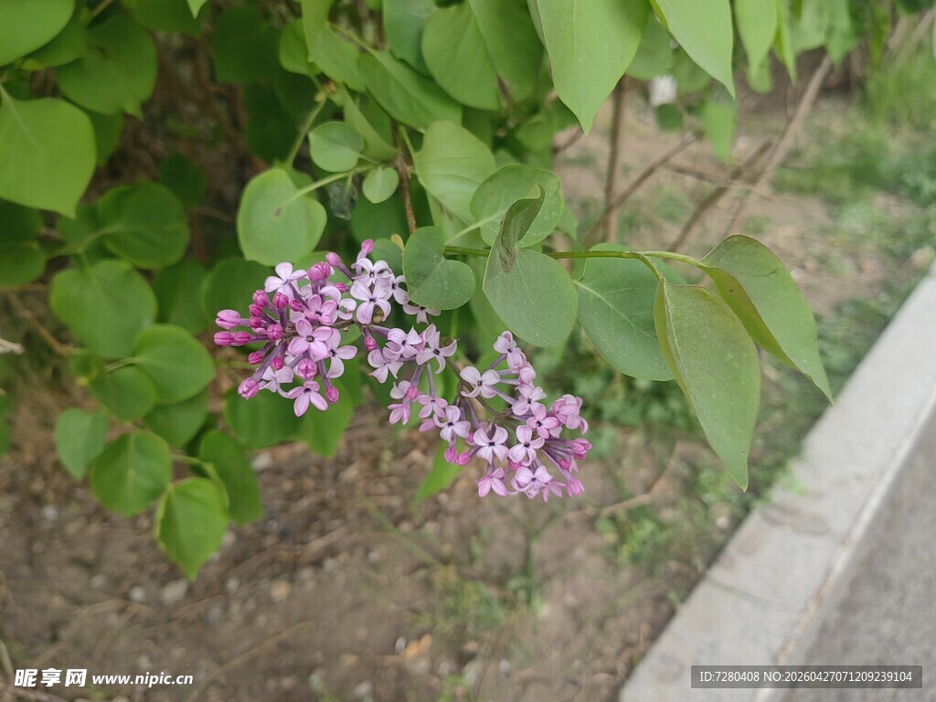 路边绽放的紫色丁香花