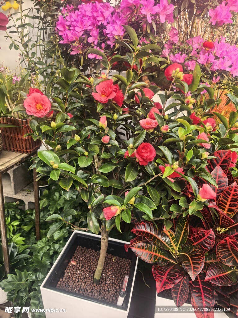 多彩花卉盆栽景观展示