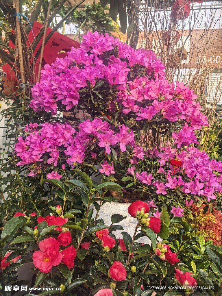 多彩花卉绽放美丽景致