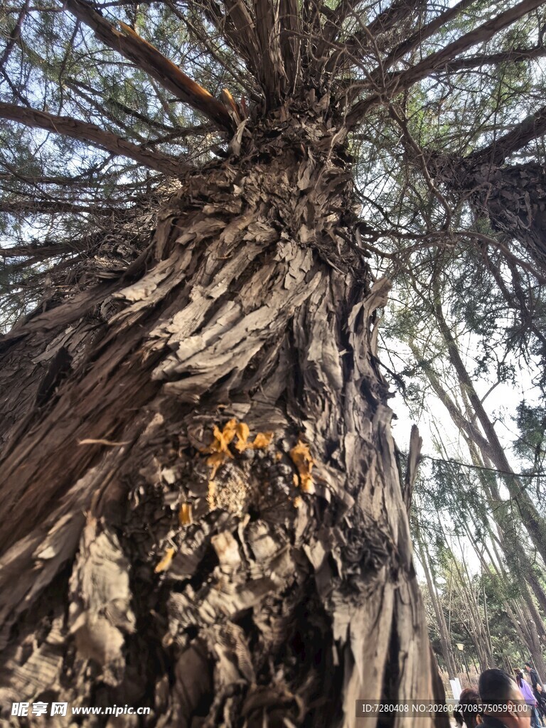 古老参天大树壮观景象